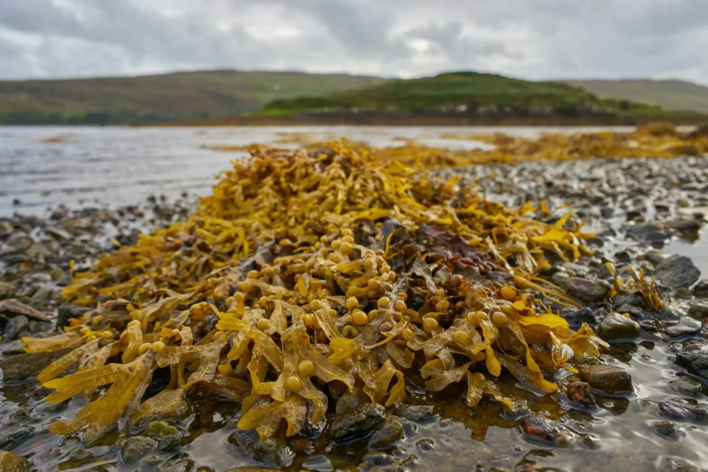 Atlantic Irish Seaweed Ireland