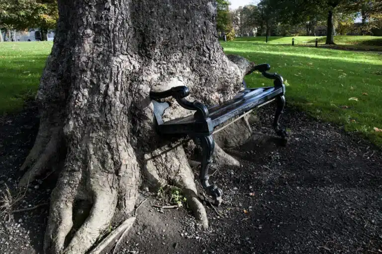 The tale of the Dublin’s famous Hungry Tree