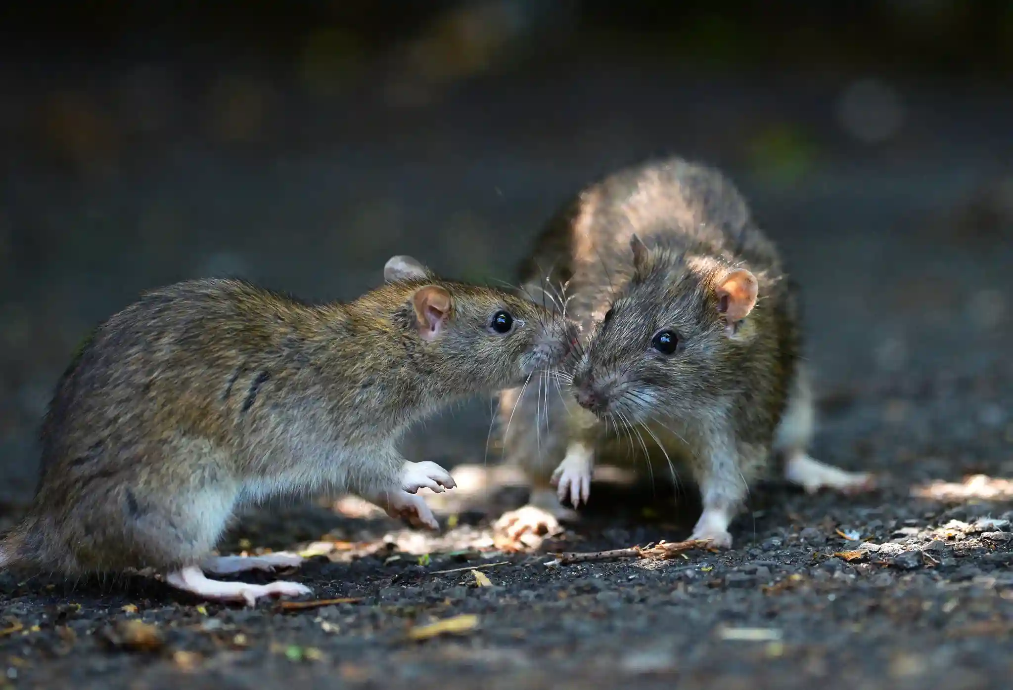 Rat callouts in Dublin
