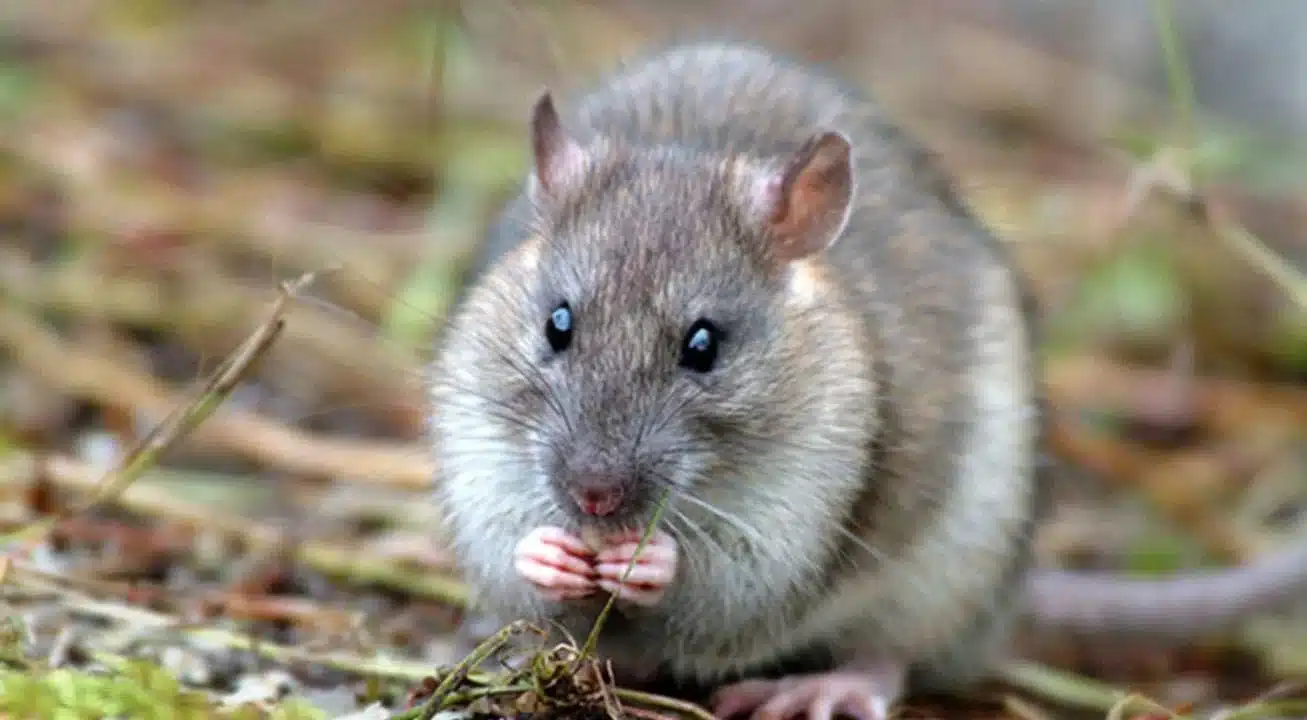 Rat callouts in Dublin