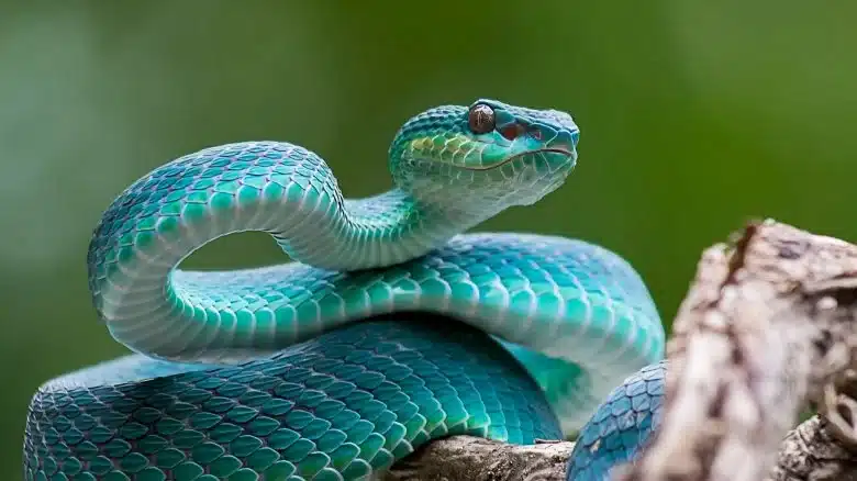 Why there are no snakes in Ireland? Myth and Reality snakes in Ireland