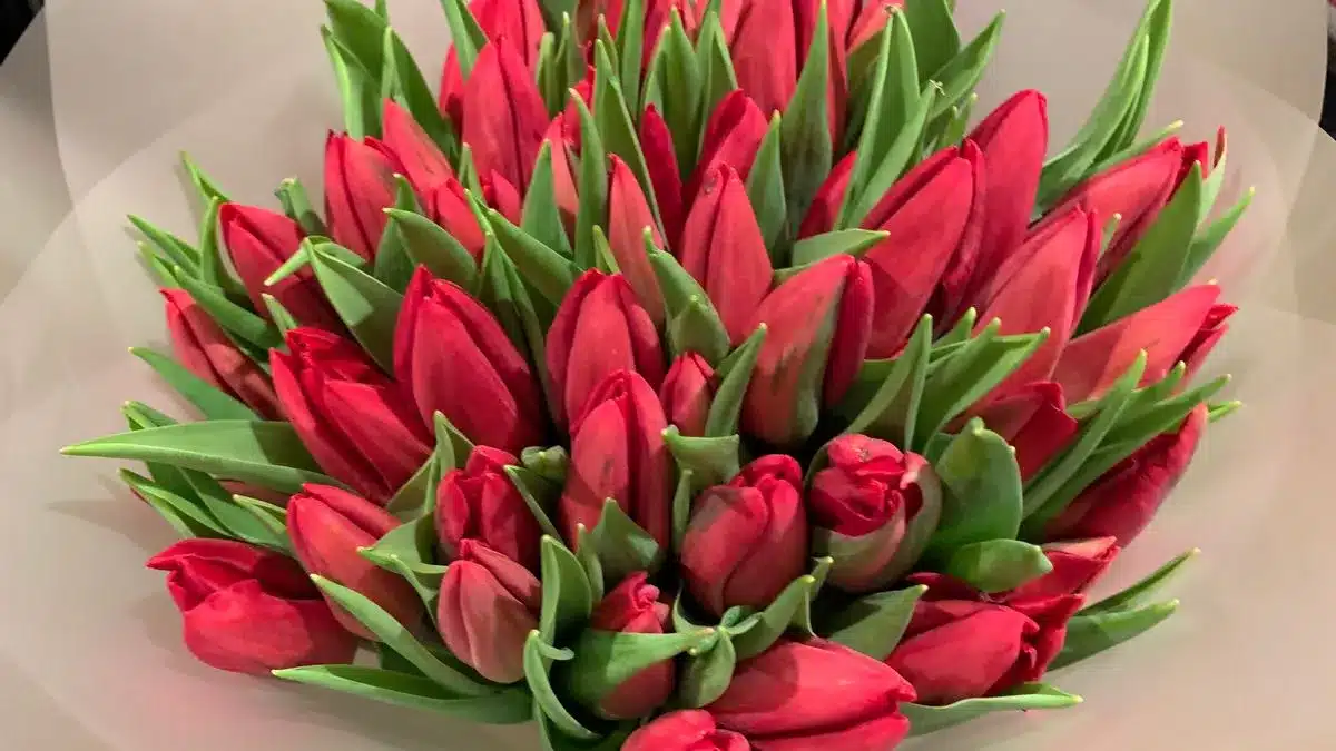 Alternative Flowers for Valentine's Day