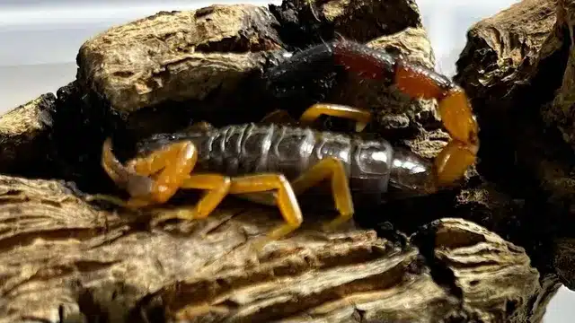 Woman Finds Venomous Scorpion in Luggage After Kenya Trip