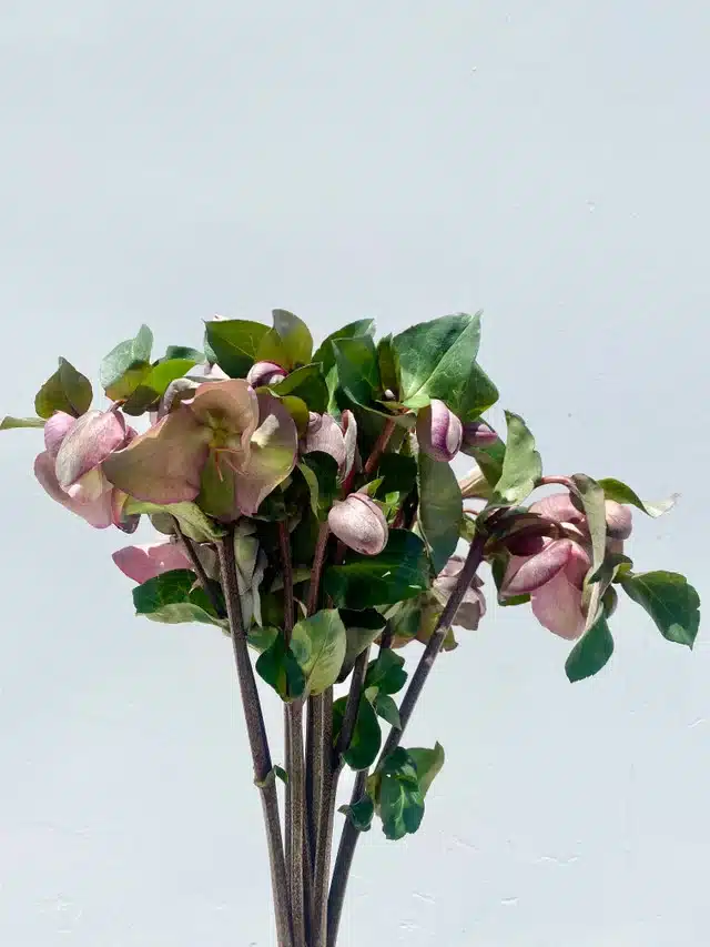 Hellebores for Valentine's Day