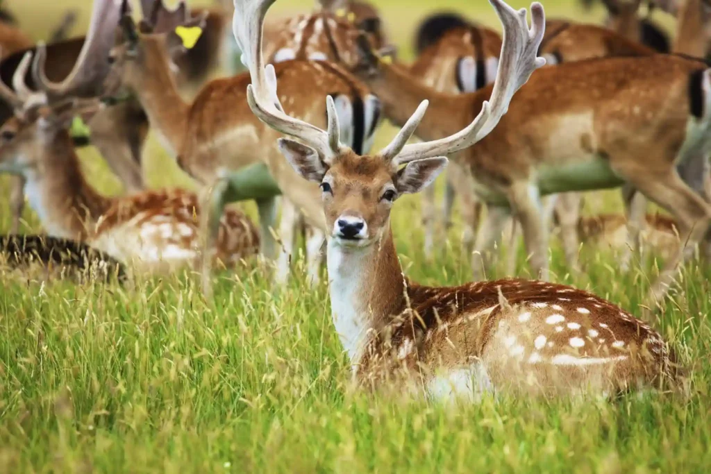 Deer Mass Burial in Phoenix Park