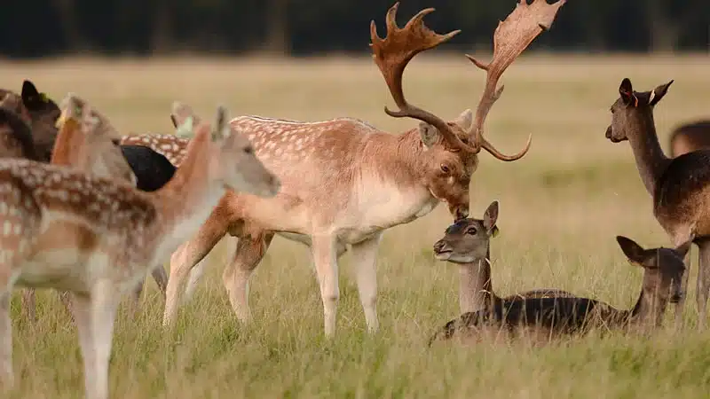 Deer Mass Burial in Phoenix Park