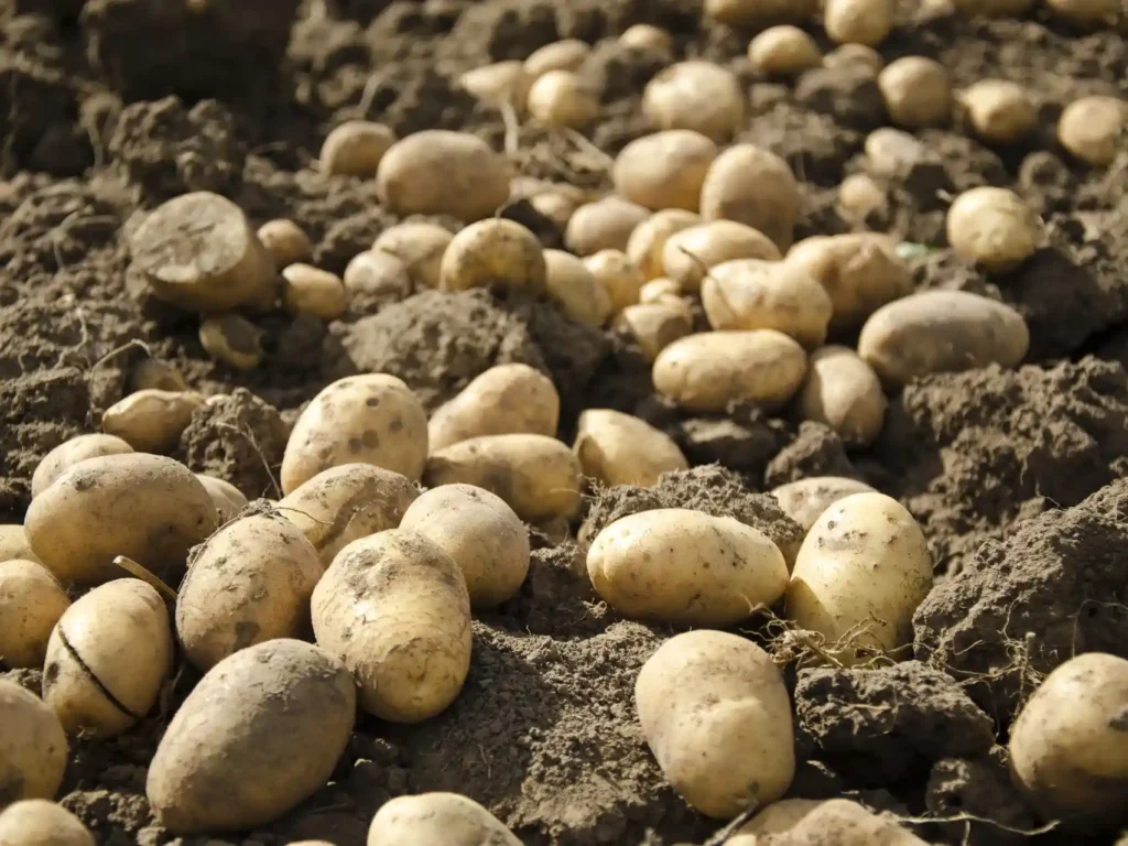 Potato Blight in the US