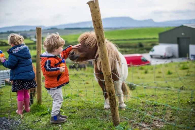 10 Exciting Activities For Kids in Ireland You Must Try in 2024