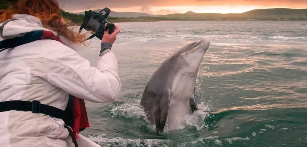 dolphins along the Dingle Peninsula-Activities For Kids in Ireland