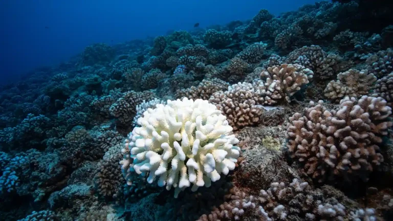 Coral Reefs are Undergoing the Fourth Global Bleaching Event, Says Global Monitoring Body
