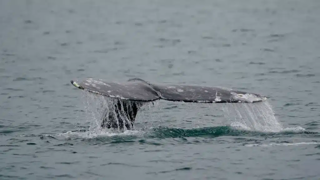 West Coast Grey Whale Population Recovers after 5 years