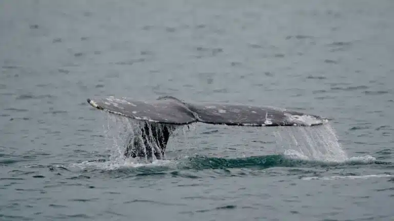 West Coast Grey Whale Population Recovers 5 Years After the Mass Strandings