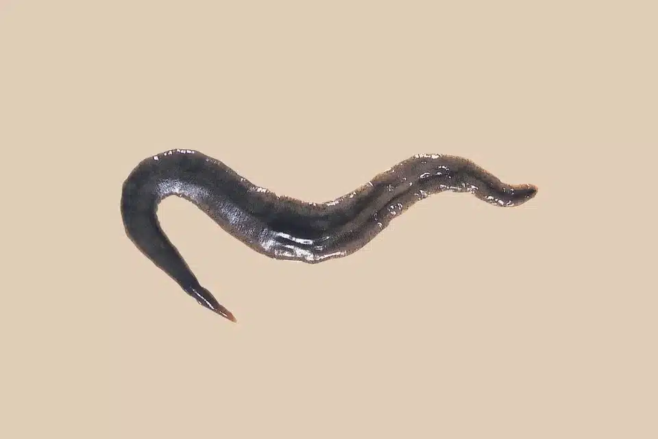 Invasive New Zealand Flatworm spreads across ireland