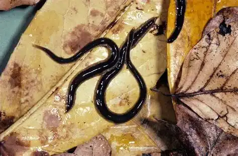 Concerns Rise as Invasive New Zealand Flatworm Spreads Across Ireland
