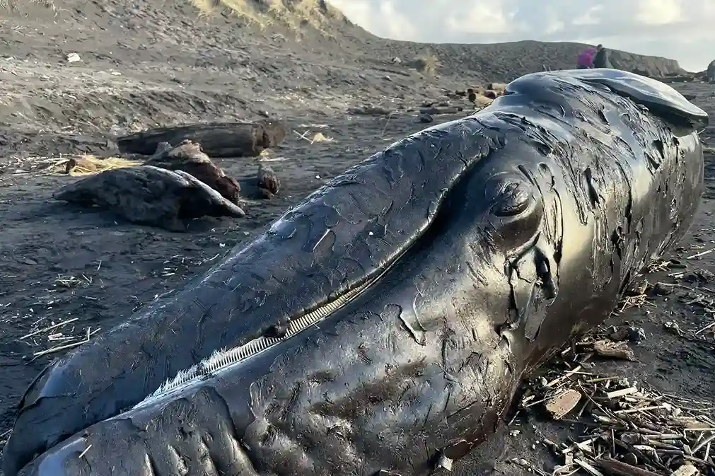 West Coast Grey Whale Population Recovers after 5 years