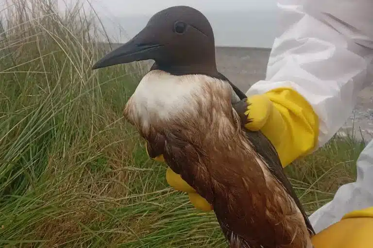 oiled seabirds along the Irish coast