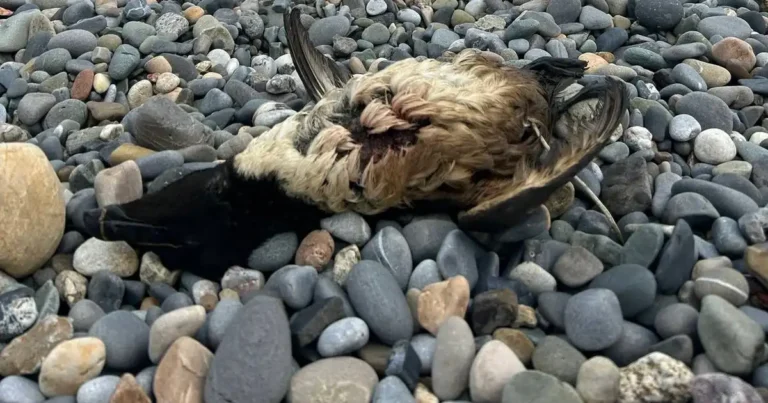 Origin of pollution causing oiled seabirds along Irish coast is still unclear