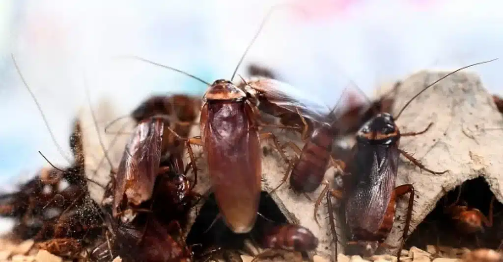 cockroach infestation in Dublin Food Court