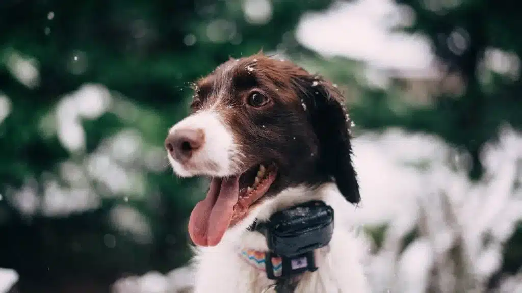 Electric Shock Collars banned across Ireland
