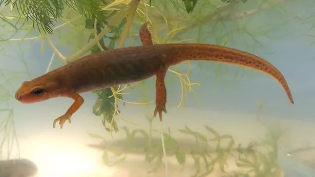 Wildlife Experts Stunned by First-Ever Discovery of Rare Newt Species in Ireland