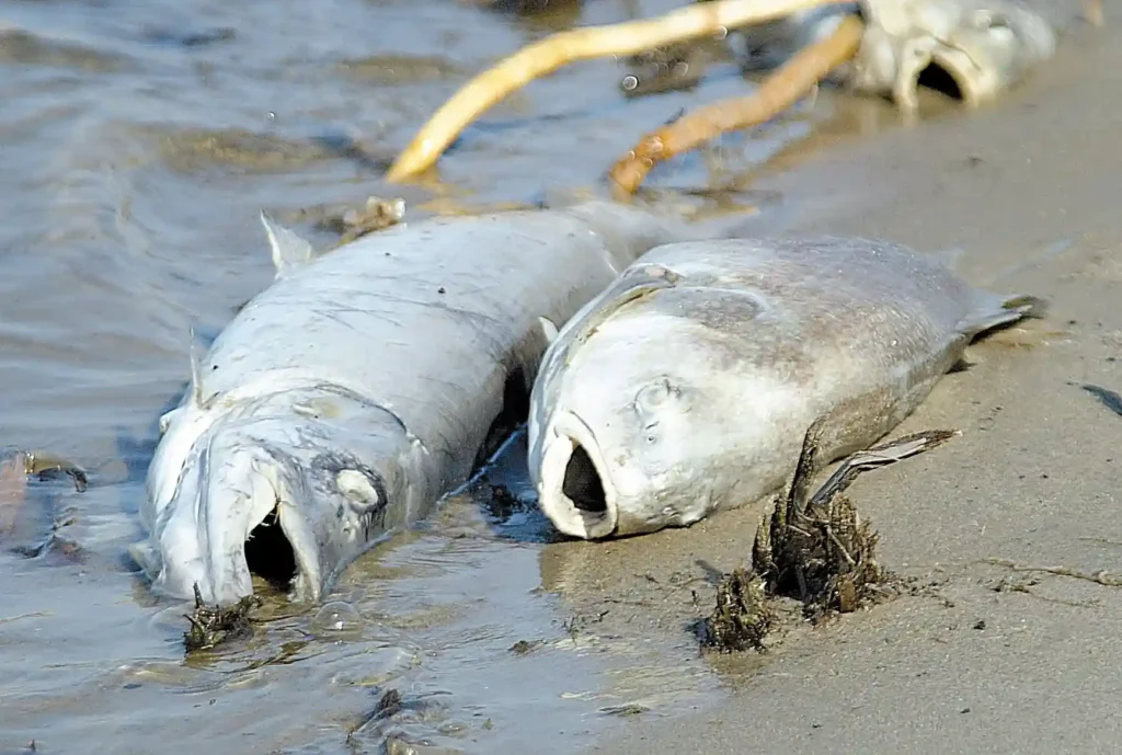 5,000 Fish Die in Cork River