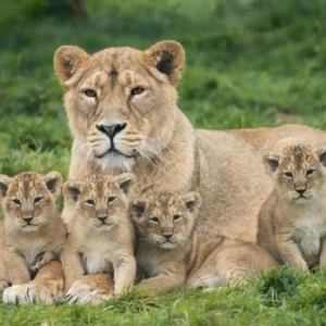 Asiatic Lion Cub with Mother