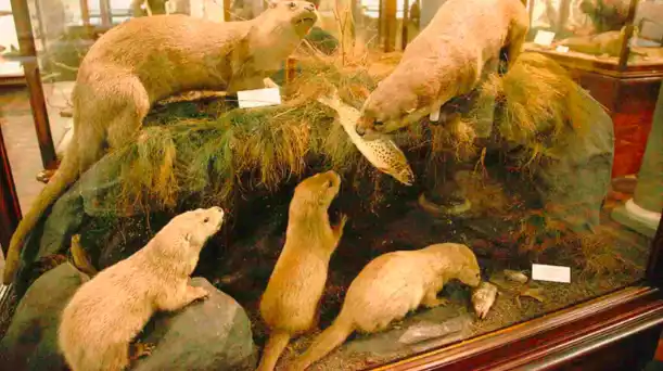 The Top 10 Free Activities to Enjoy in Dublin Today The Dead Zoo- free things to do in Dublin