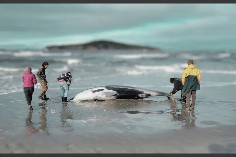 Is That a Phenomenally Rare Whale Species on New Zealand's Seaboard? rare whale species