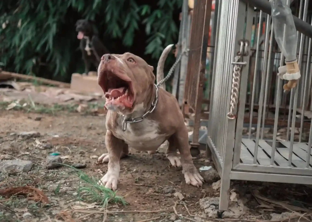 XL Bully Dog Attack in Kerry
