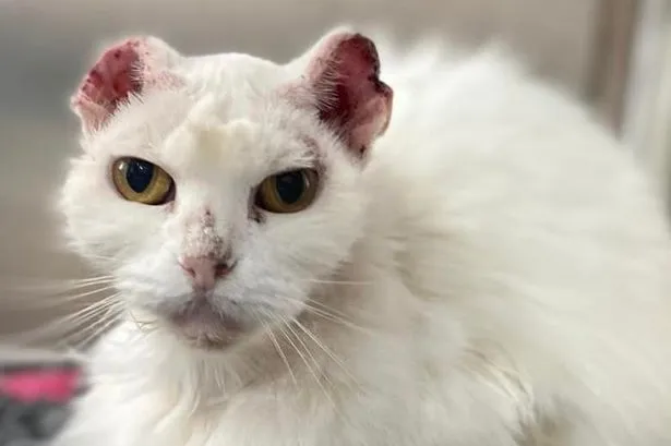 DSPCA calls for shelter for Bainne in her last days