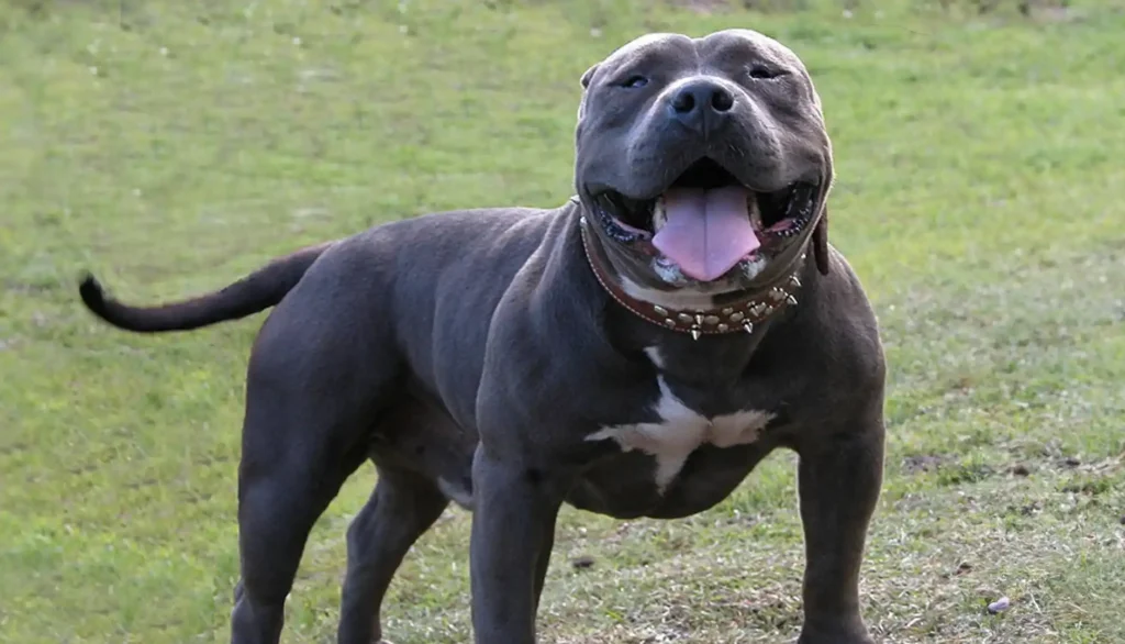 XL Bully ban