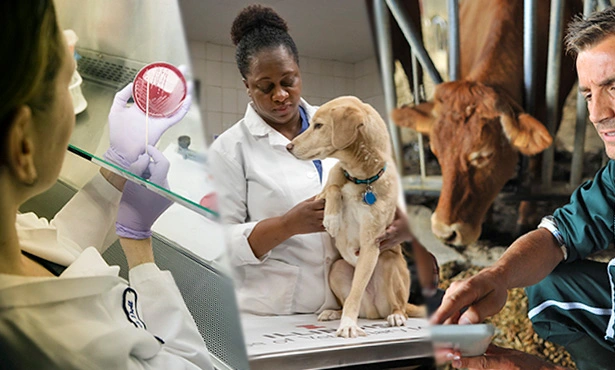 Vets Warn New Medicine Regulations Could Threaten Animal And Human Health