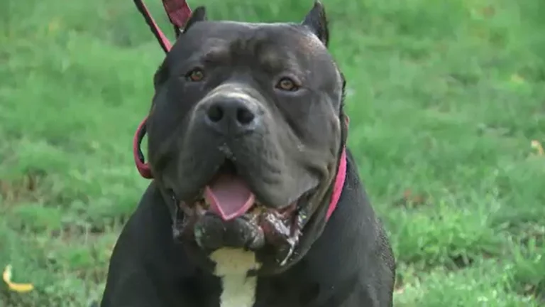 X L bully dog attack in Dublin