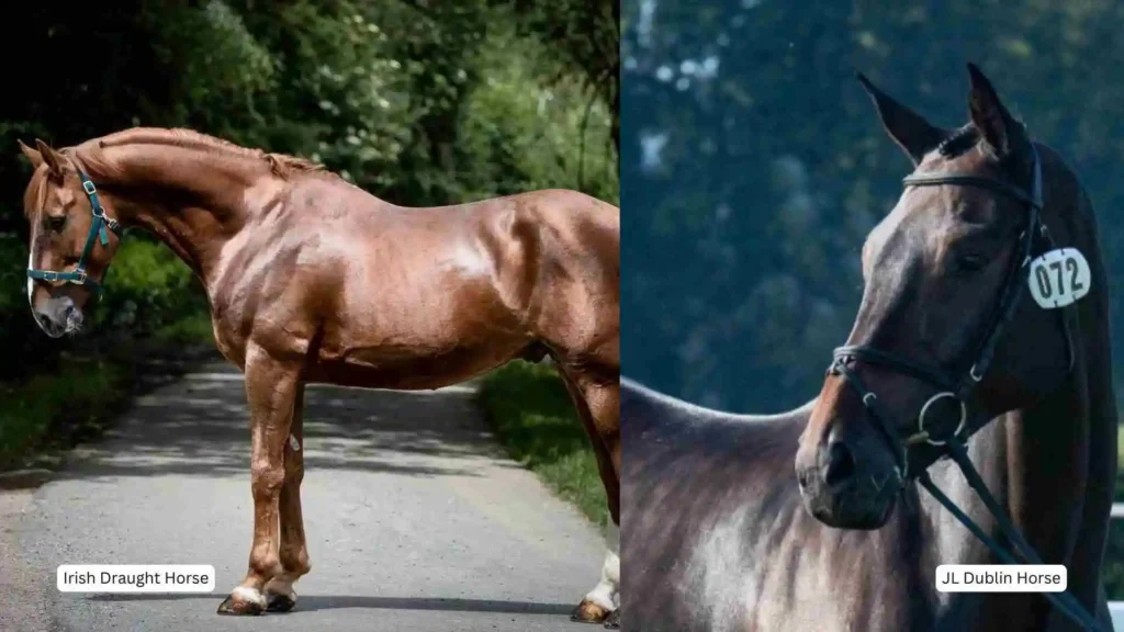 Dublin Horse Show 2025