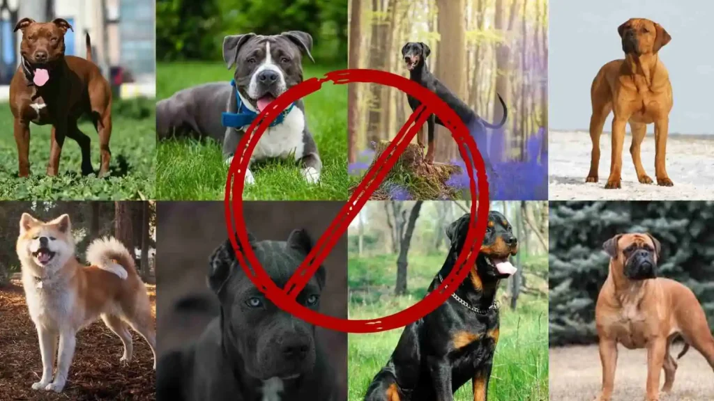 Restricted dog breeds ireland 2025 | List, Rules And Owner Guide Restricted Breeds