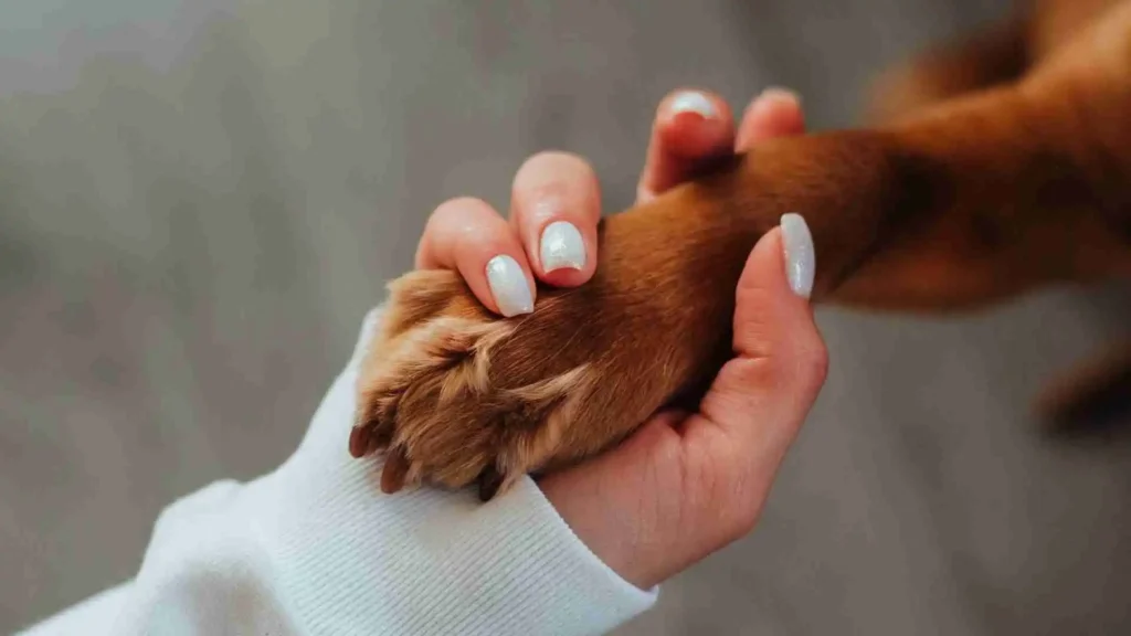 Restricted dog breeds ireland