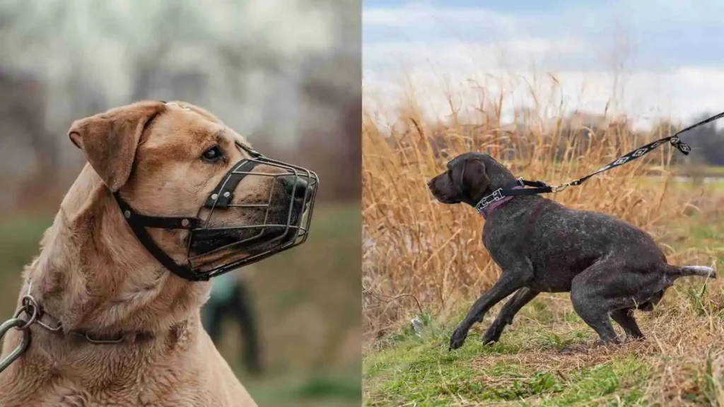Restricted dog breeds ireland 2025 | List, Rules And Owner Guide Rules For Restricted Dogs