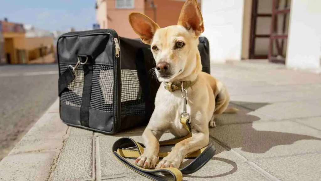 Restricted dog breeds ireland 2025 | List, Rules And Owner Guide Travel with Restricted Dogs