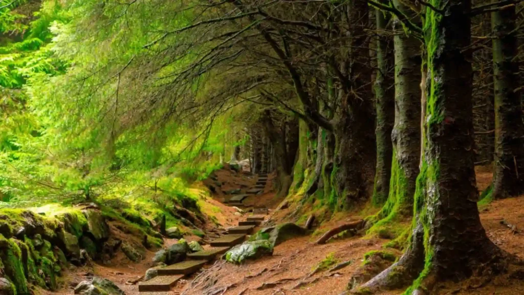ballinastoe woods
