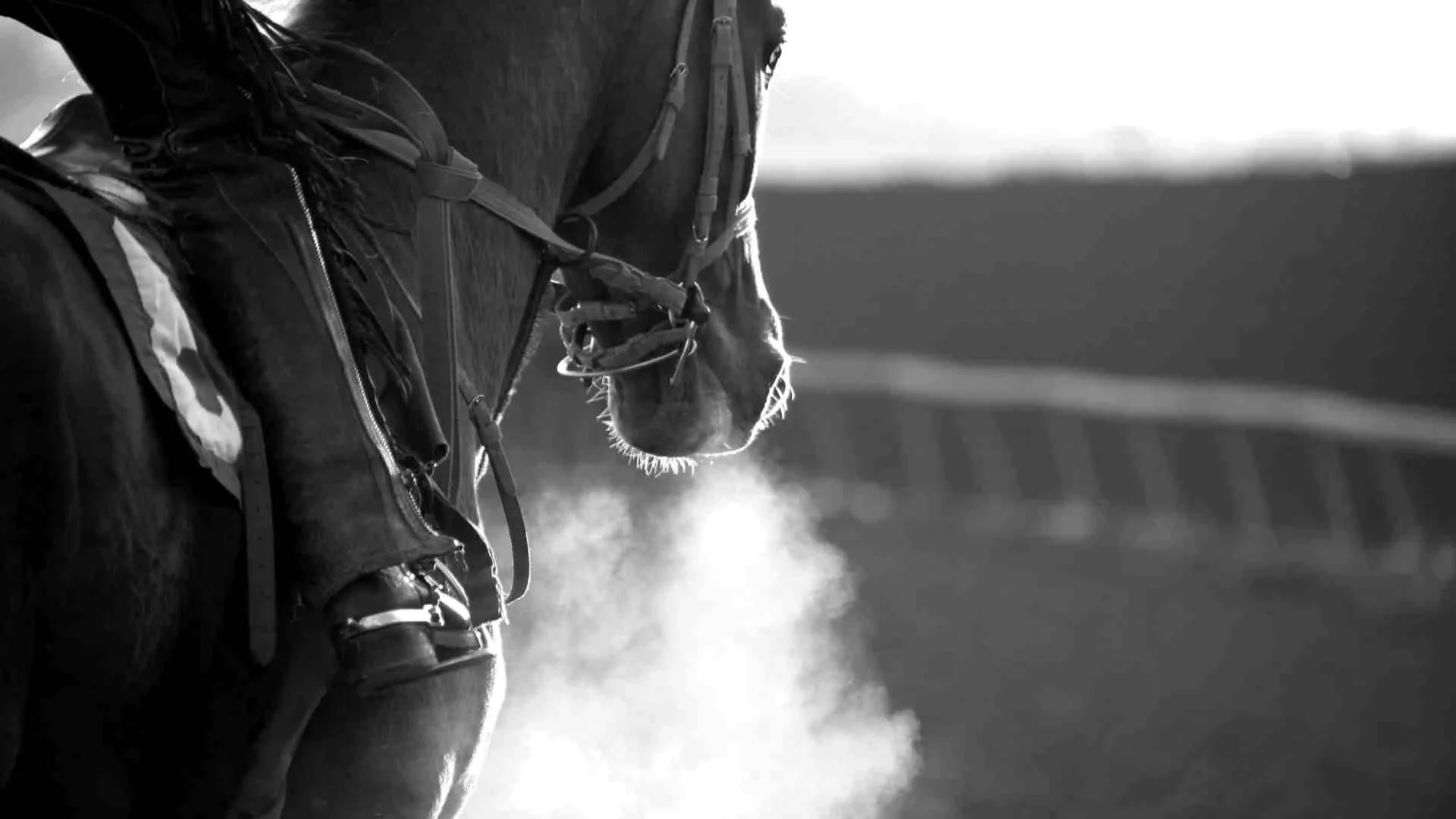 Galway Races