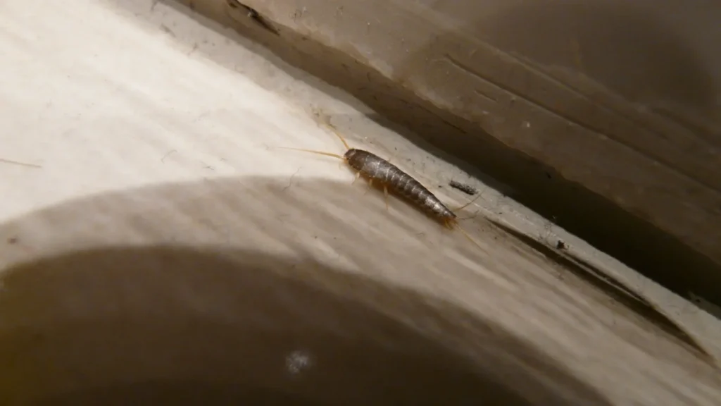 How To Get Rid Of Silverfish in Ireland: Complete Home Guide how to get rid of silverfish