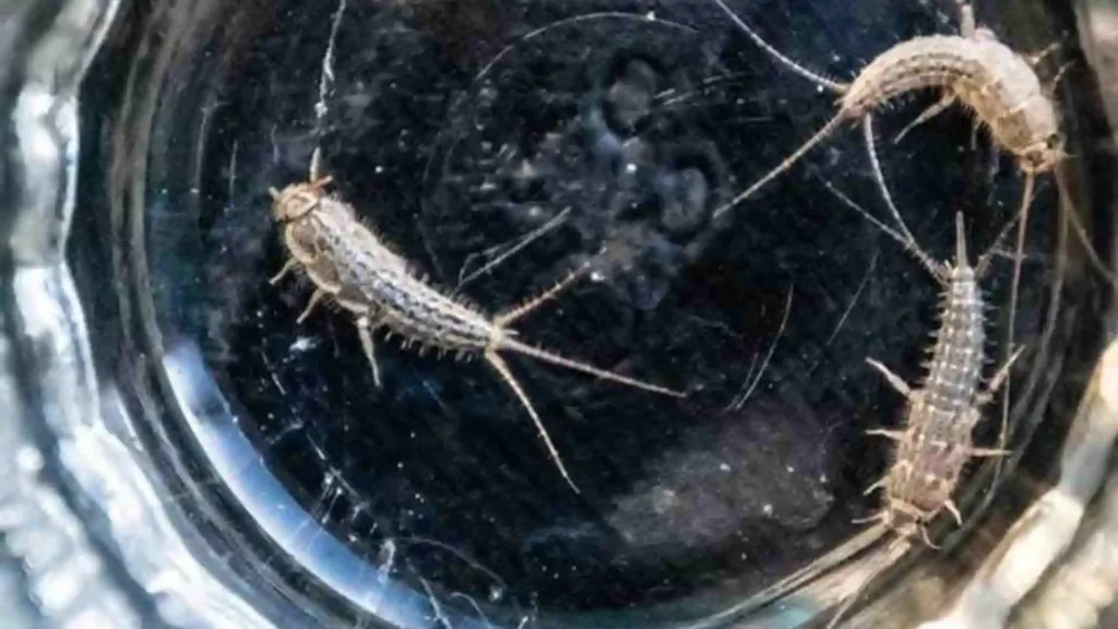 How To Get Rid Of Silverfish? Complete Guide To Bug-Free Home how to get rid of silverfish