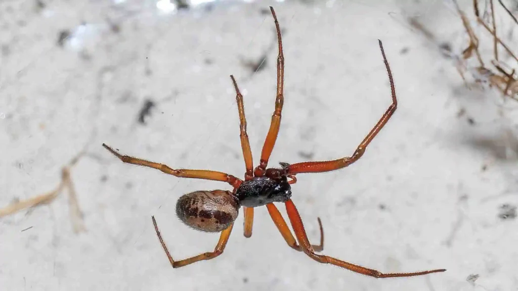 Guide to False Widow Spiders in Ireland: Identification & Safety Tips false widow spider