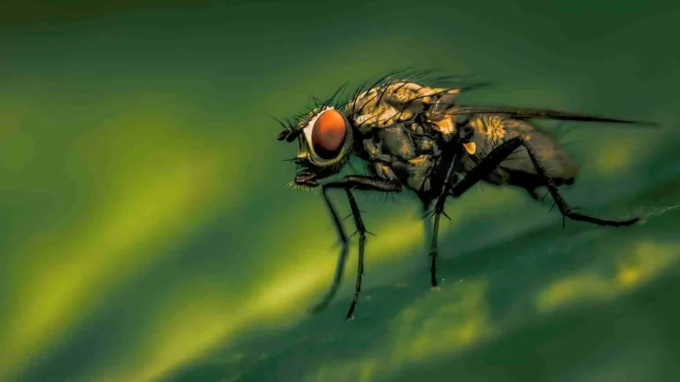 how to get rid of fruit flies