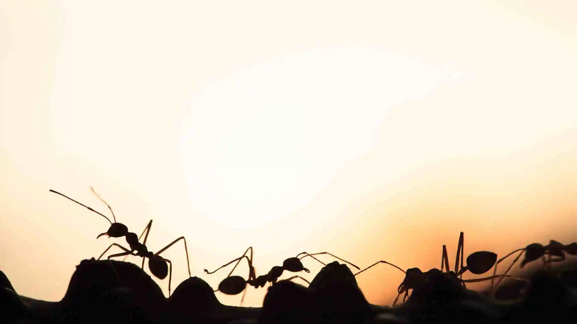 How to get rid of ants