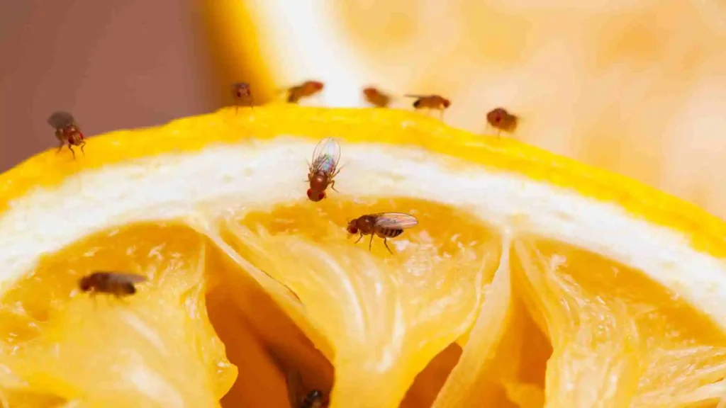 How to Get Rid of Fruit Flies: The Best Solutions how to get rid of fruit flies