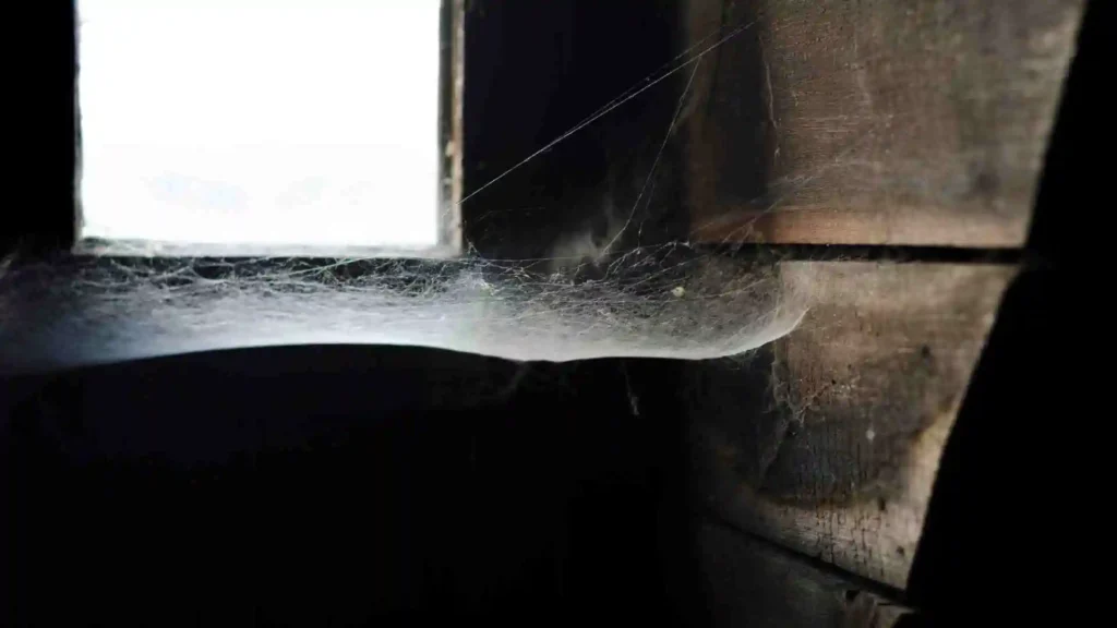 Guide to False Widow Spiders in Ireland: Identification & Safety Tips false widow spider