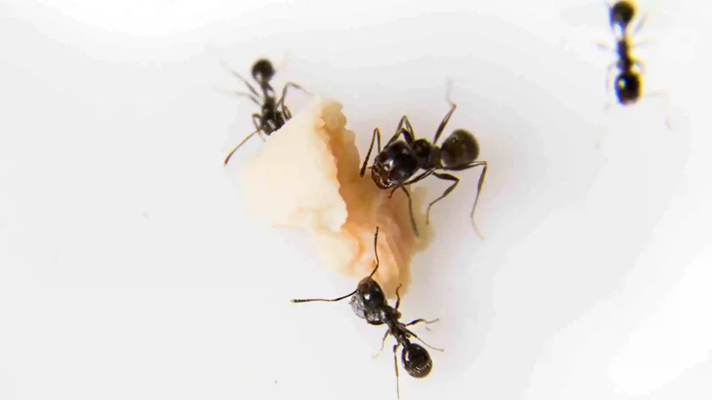 How to Get Rid of Ants With Proven Methods How to get rid of ants
