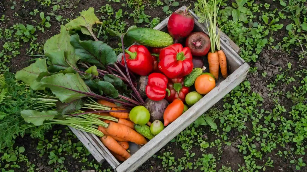 The Ultimate Guide to Vegetable Garden Layout in Ireland vegetable garden layout