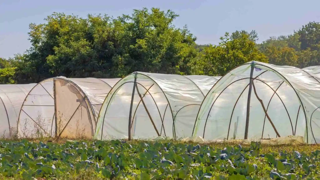 The Ultimate Guide to Vegetable Garden Layout in Ireland Polytunnels and Protected Growing